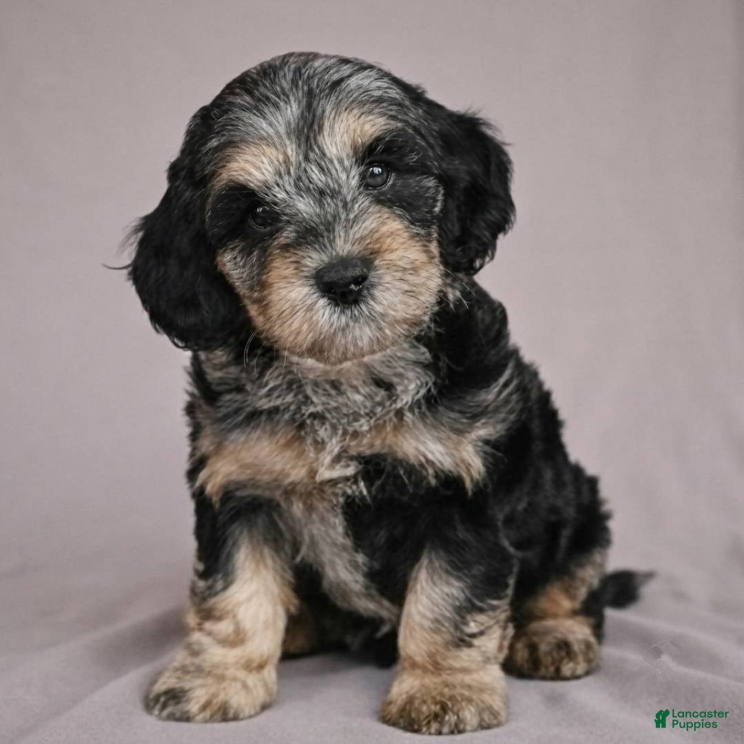 Cockapoo dogs Barney - Ad 1