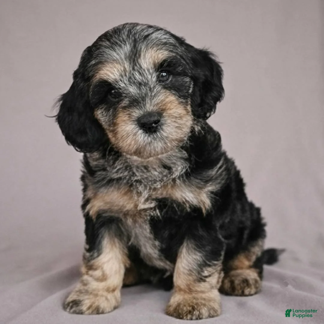 Cockapoo dogs for sale: Barney - Ad 1