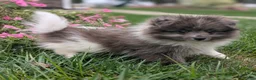 Pomeranian dogs for sale: Razzle - Ad 6