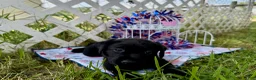 Labrador Retriever dogs for sale: Sammie - Ad 7