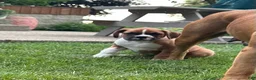 Boxer dogs for sale: Boxer 3 - Ad 7