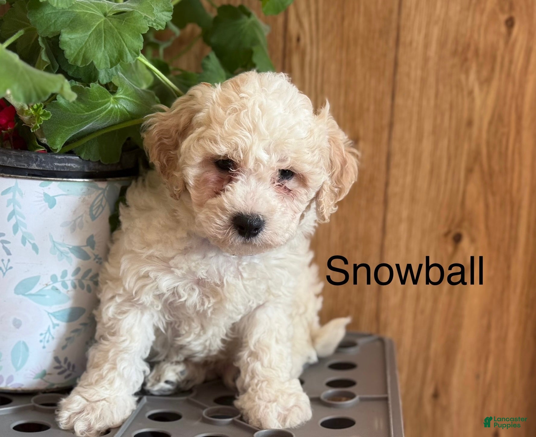 Bichpoo dogs for sale: Snowball - Ad 4