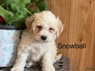 Bichpoo dogs Snowball - Ad 41
