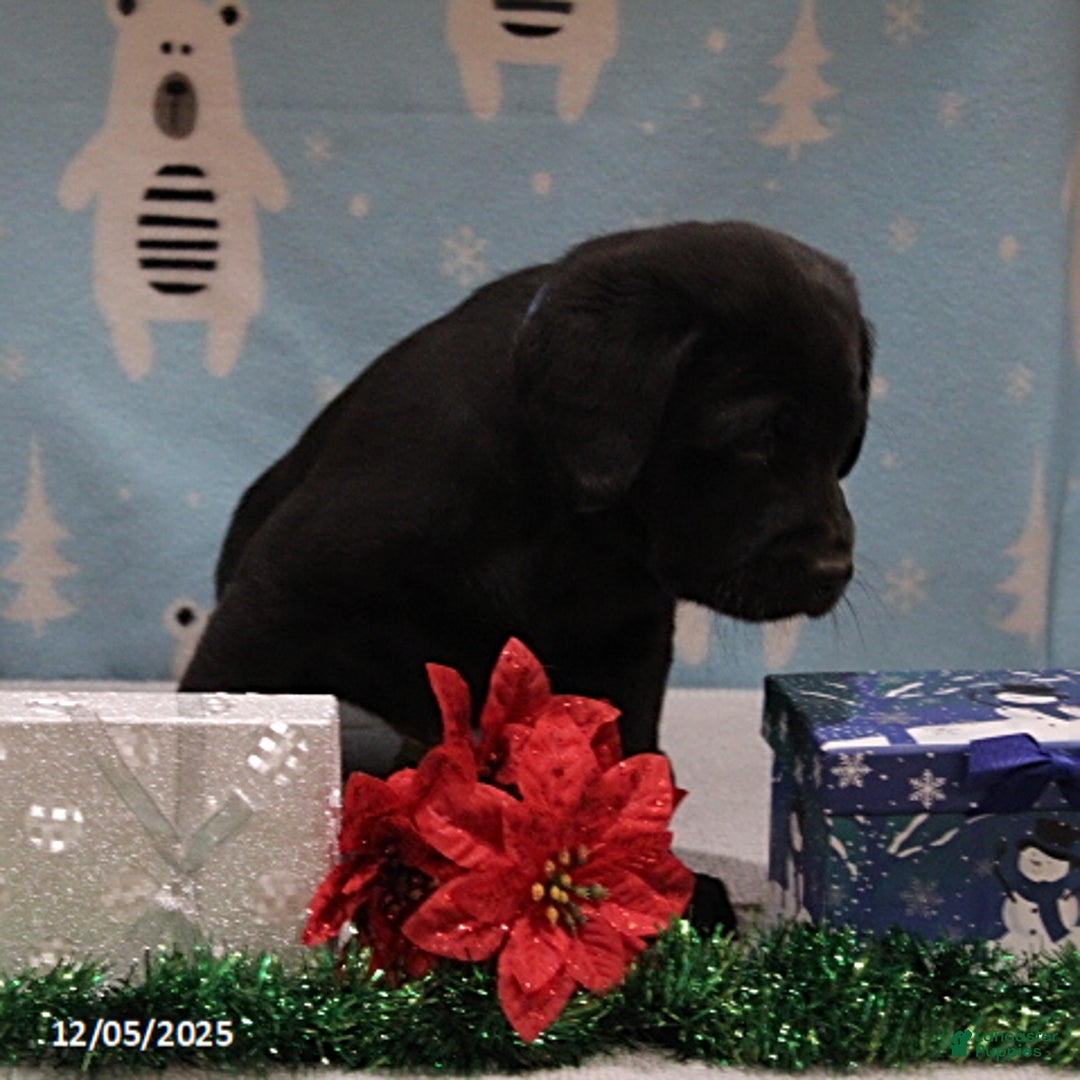 Goldador dogs for sale: Randy - Ad 2