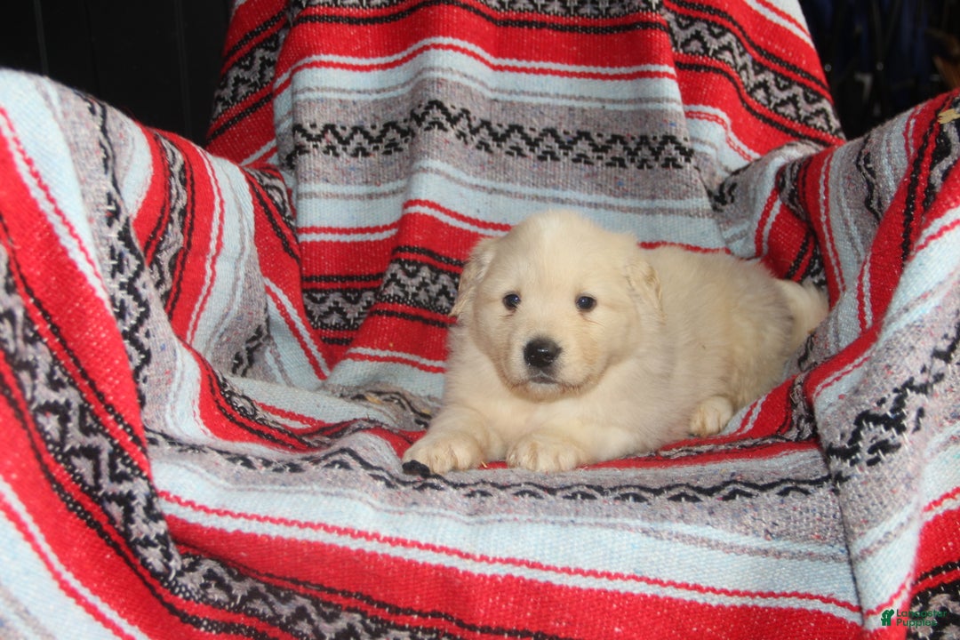 Mixed Breed dogs for sale: Romeo - Ad 1