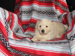 Mixed Breed dogs Romeo - Ad 23