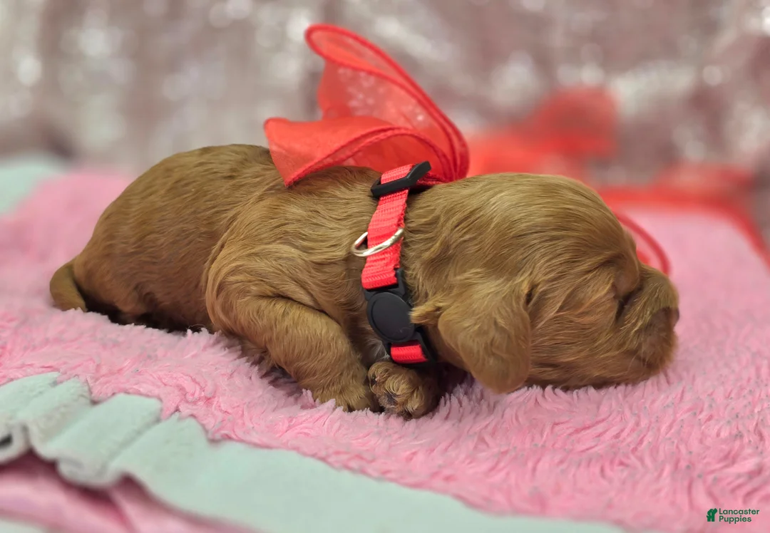 Cockapoo dogs for sale: Rime - Ad 4