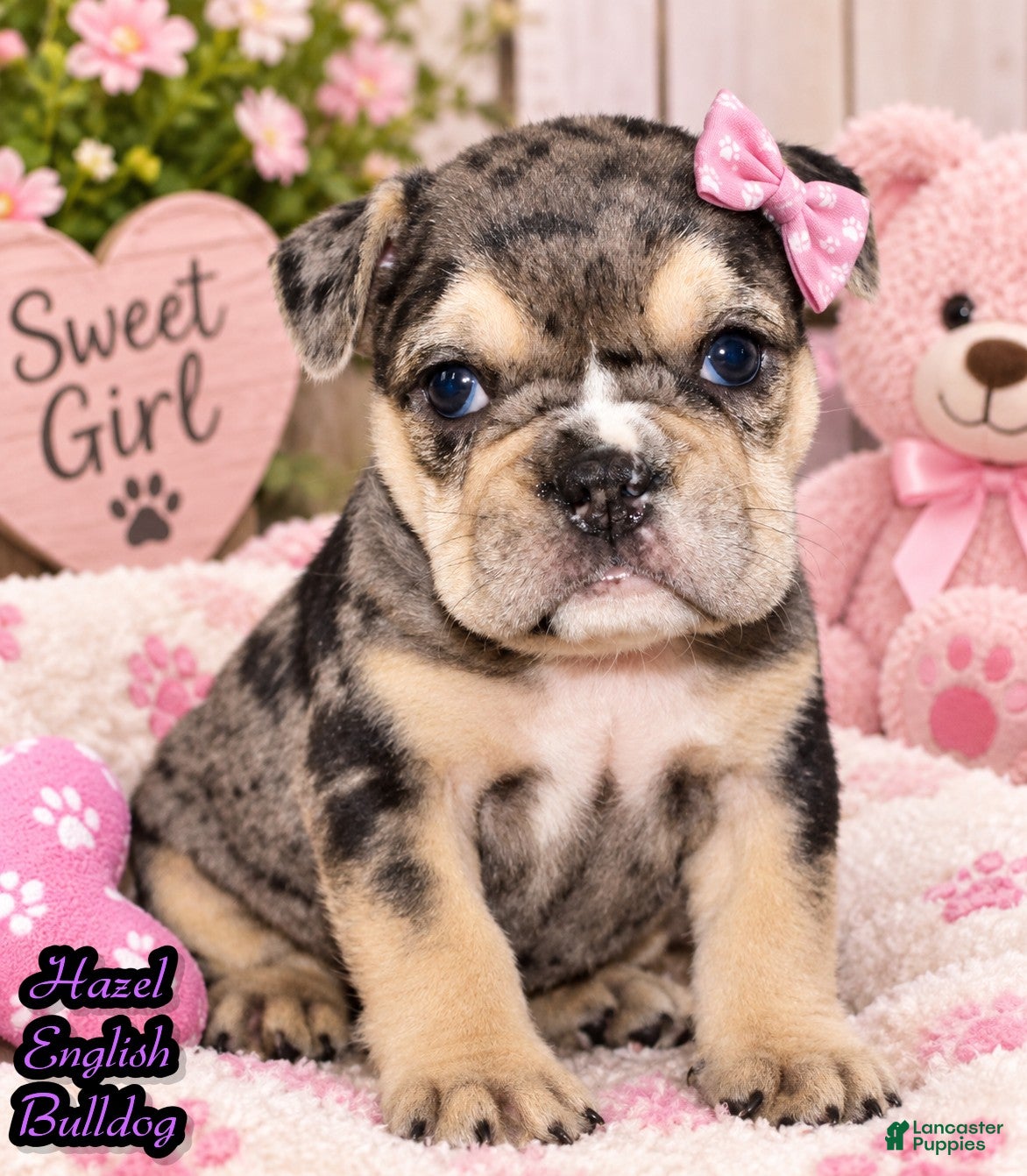 Mixed Breed dogs for sale: Hazel Female English Bulldog - Ad 2