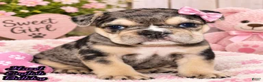 Hazel Female English Bulldog