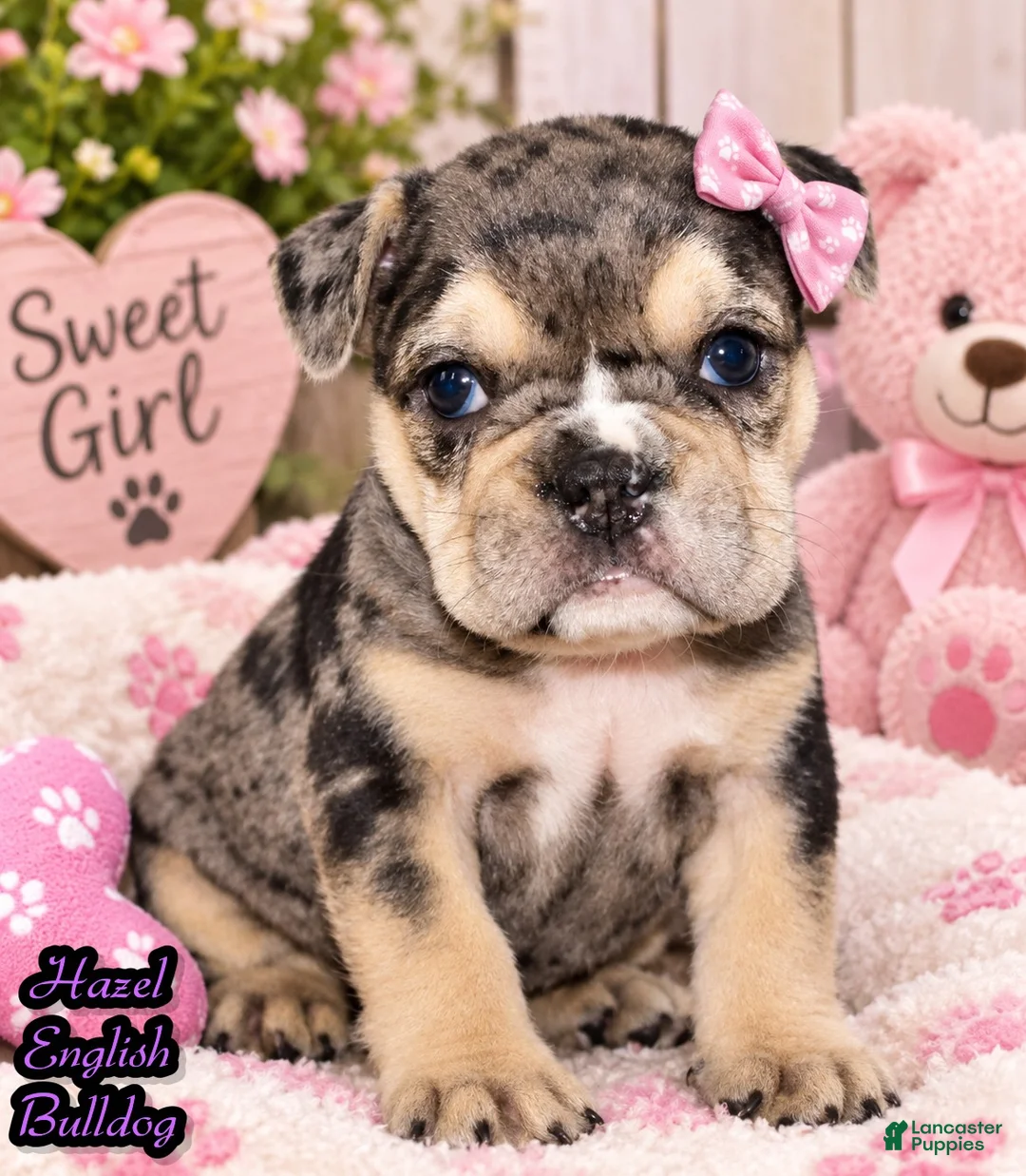 Mixed Breed dogs for sale: Hazel Female English Bulldog - Ad 1