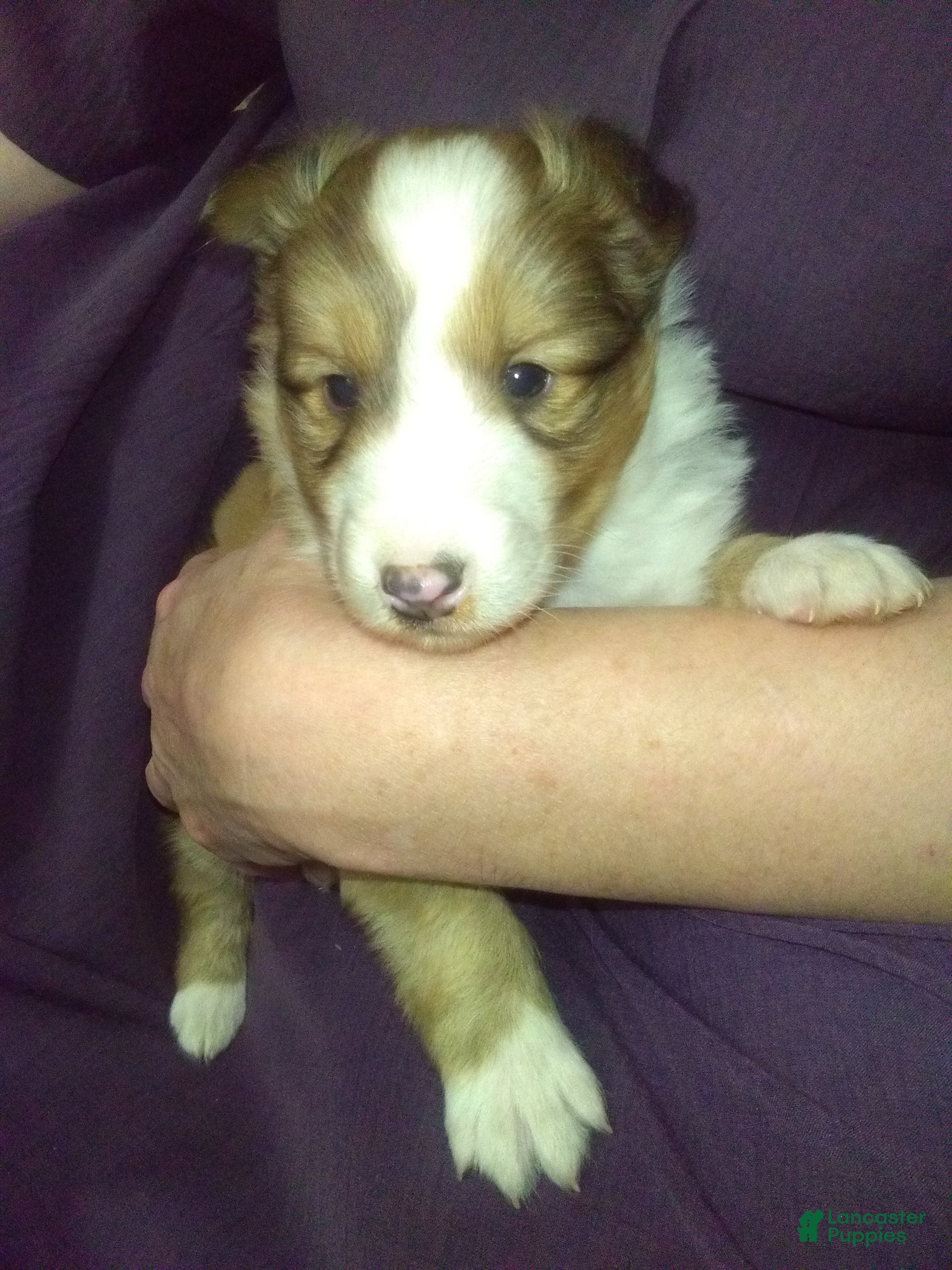 Shetland Sheepdog dogs Shetland Sheepdog Puppy 3 - Ad 39