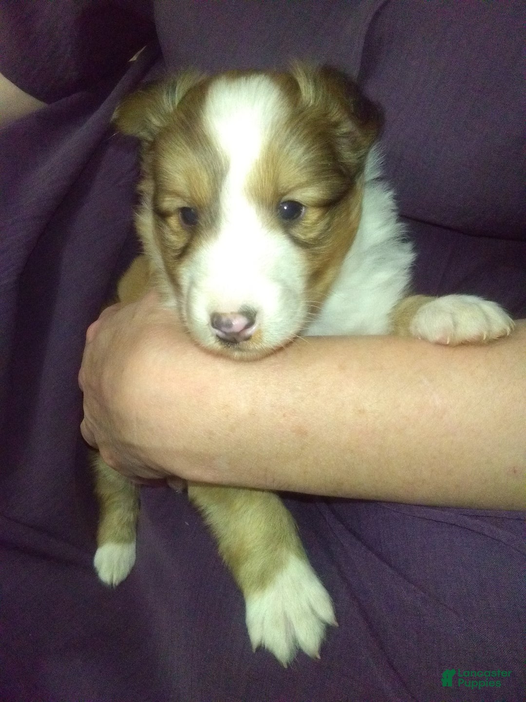 Shetland Sheepdog dogs for sale: Shetland Sheepdog Puppy 1 - Ad 2