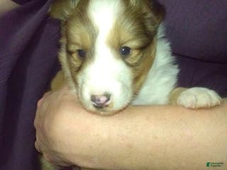 Shetland Sheepdog dogs Shetland Sheepdog Puppy 3 - Ad 27