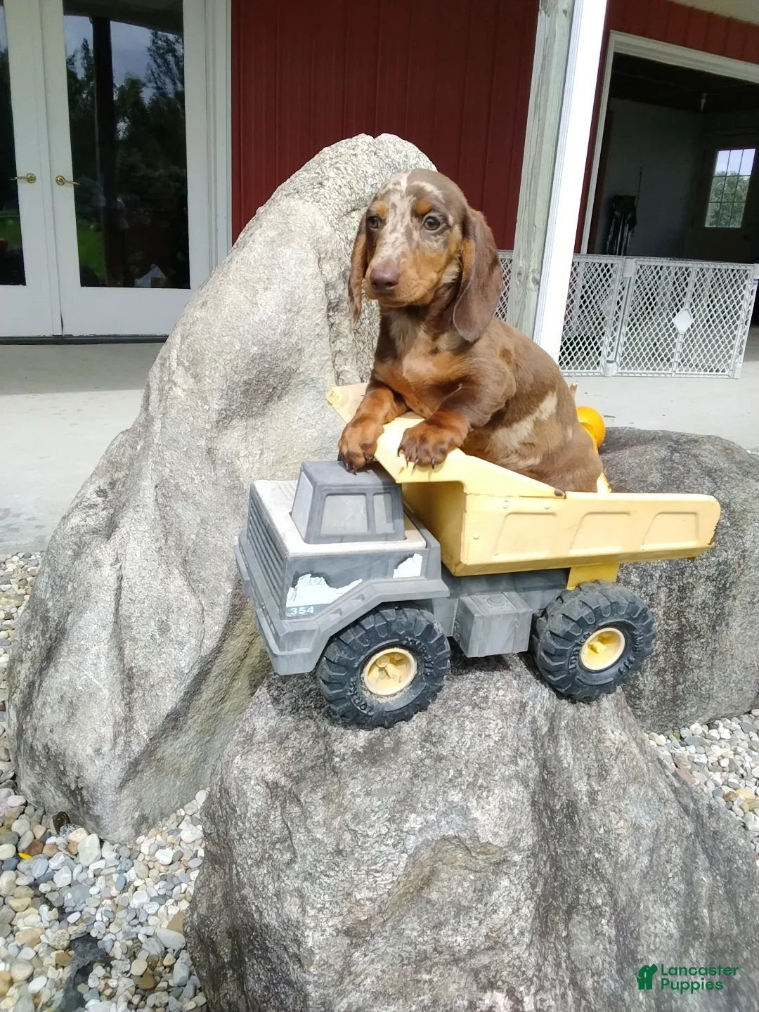 Miniature Dachshund dogs for sale: Max - Ad 2