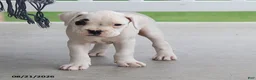Boxer dogs for sale: Quinton - Ad 7