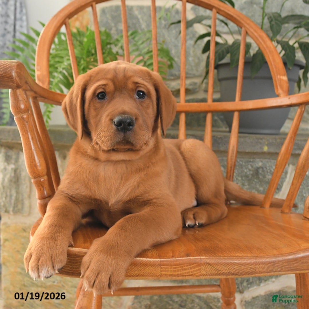 Labrador Retriever dogs for sale: Copper - Ad 2
