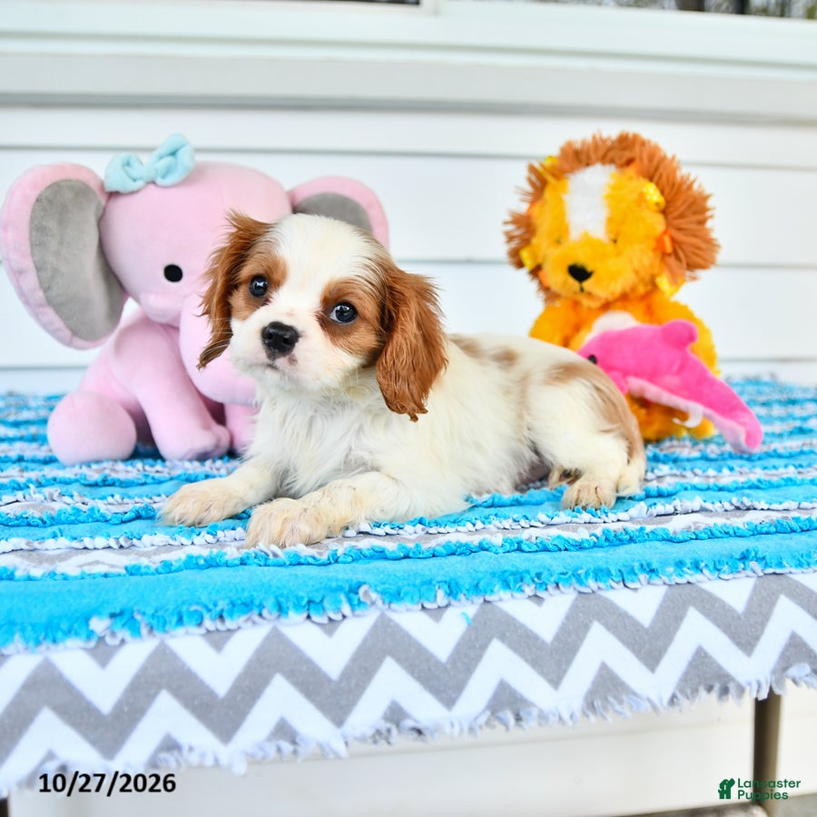 Cavalier King Charles Spaniel dogs for sale: Romeo - Ad 2