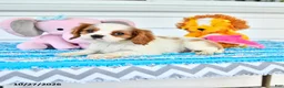 Cavalier King Charles Spaniel dogs for sale: Romeo - Ad 2