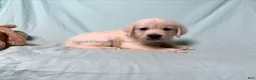 Golden Retriever dogs for sale: Matty - Ad 3