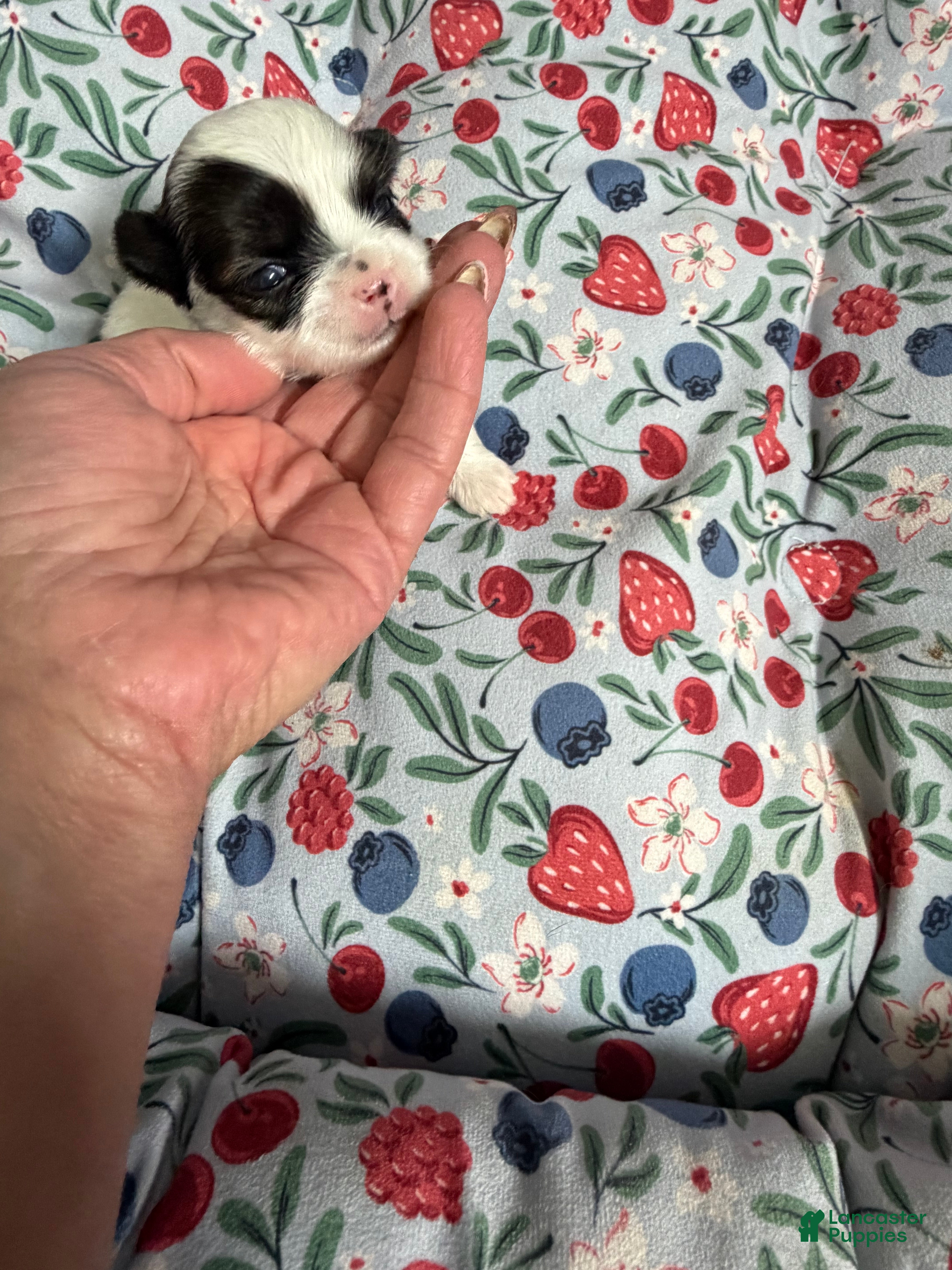 Shorkie dogs Shorkie 4 - Ad 37