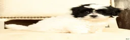 Shih Tzu dogs for sale: Willow - Ad 5