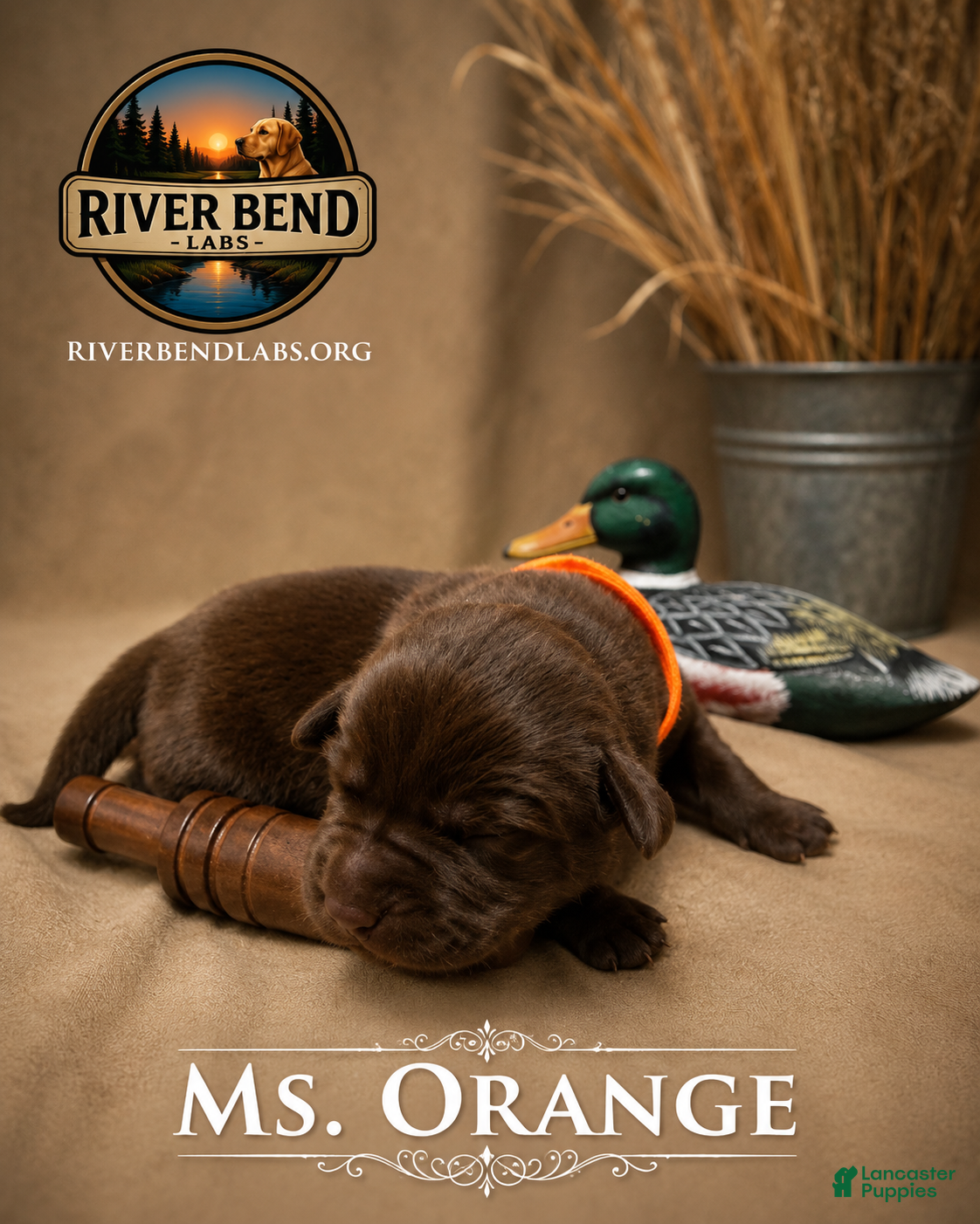 Labrador Retriever dogs Ms. Orange - Ad 1