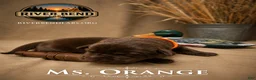 Labrador Retriever dogs for sale: Ms. Orange - Ad 1