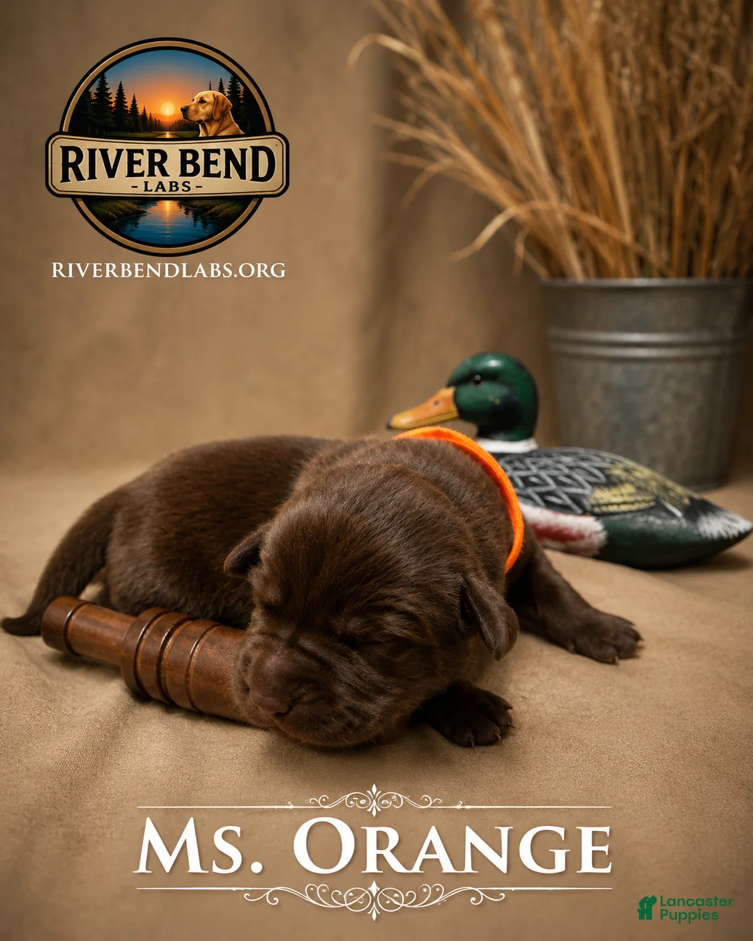 Labrador Retriever dogs for sale: Ms. Orange - Ad 1