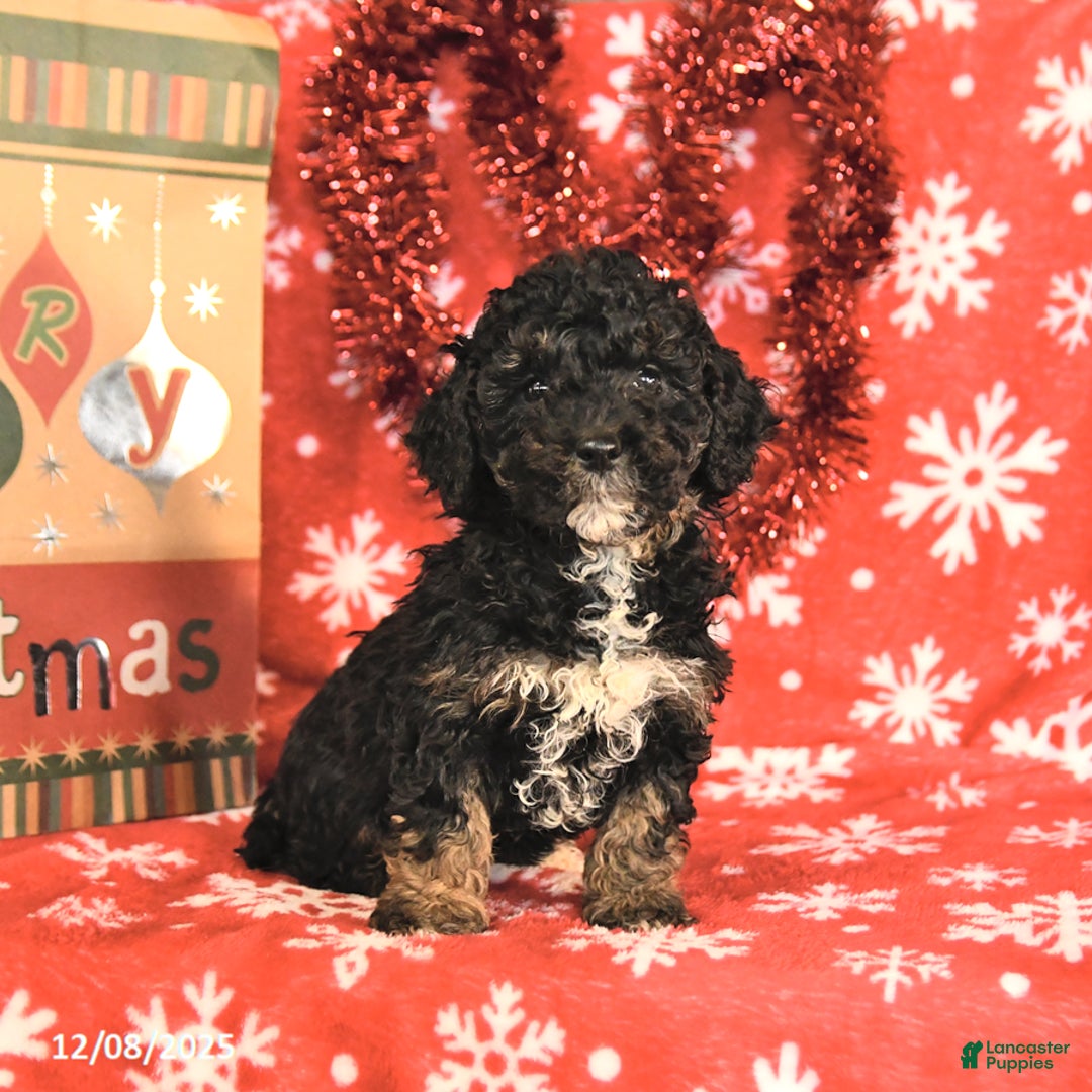 Miniature Poodle dogs for sale: Cleo - Ad 2
