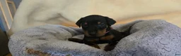 Doberman Pinscher dogs for sale: Doberman Pinscher 2 - Ad 1