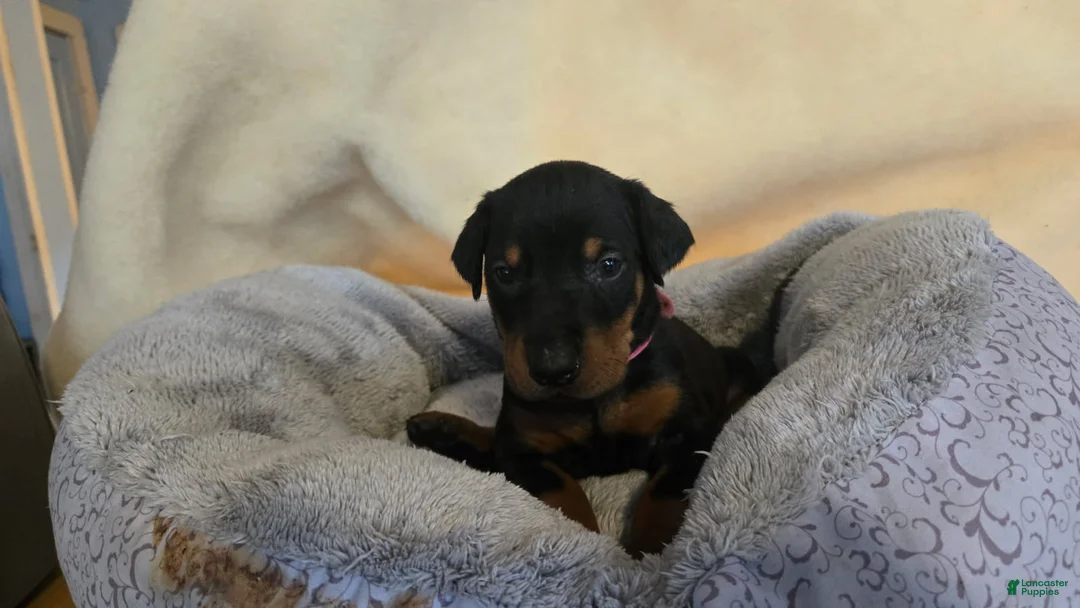 Doberman Pinscher dogs for sale: Doberman Pinscher 2 - Ad 1