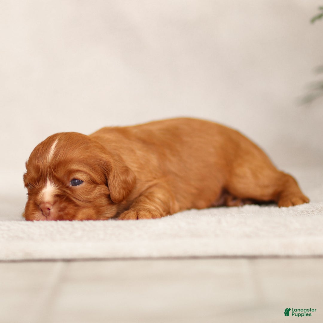 Cavalier King Charles Spaniel dogs for sale: Colsen - Ad 5