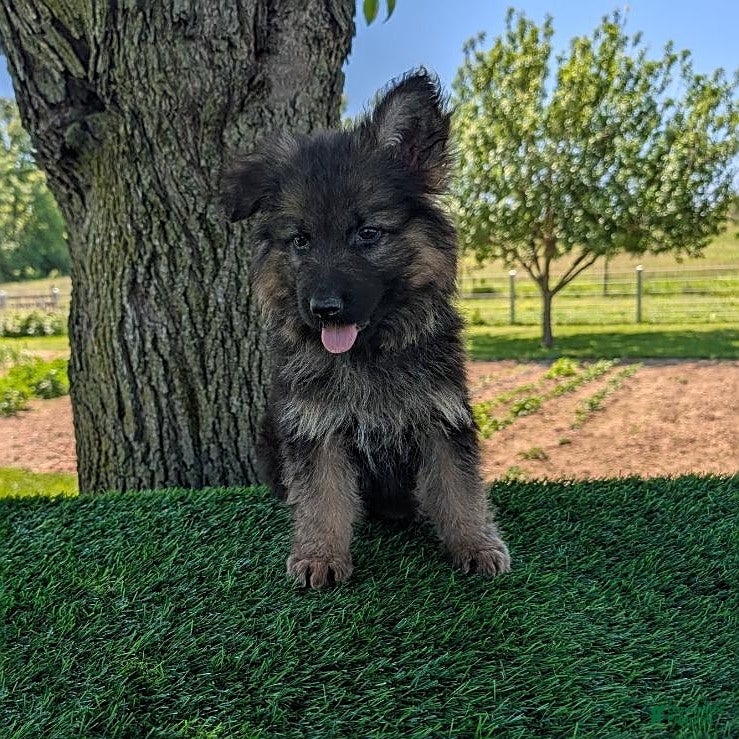 German Shepherd dogs Bruce - Ad 1