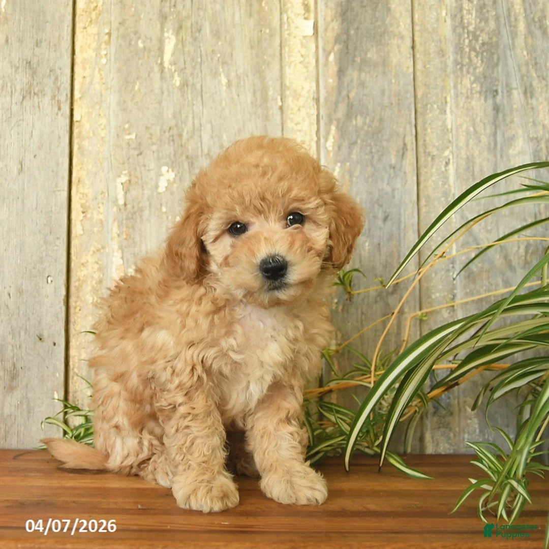 Maltipoo dogs for sale: Pumpkin  - Ad 2