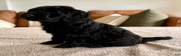Goldendoodle dogs for sale: Thumper  - Ad 12