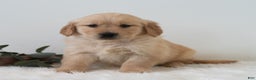 Golden Retriever dogs for sale: Sherlock  - Ad 4