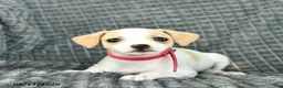Smooth Fox Terrier dogs for sale: Delilah  - Ad 3