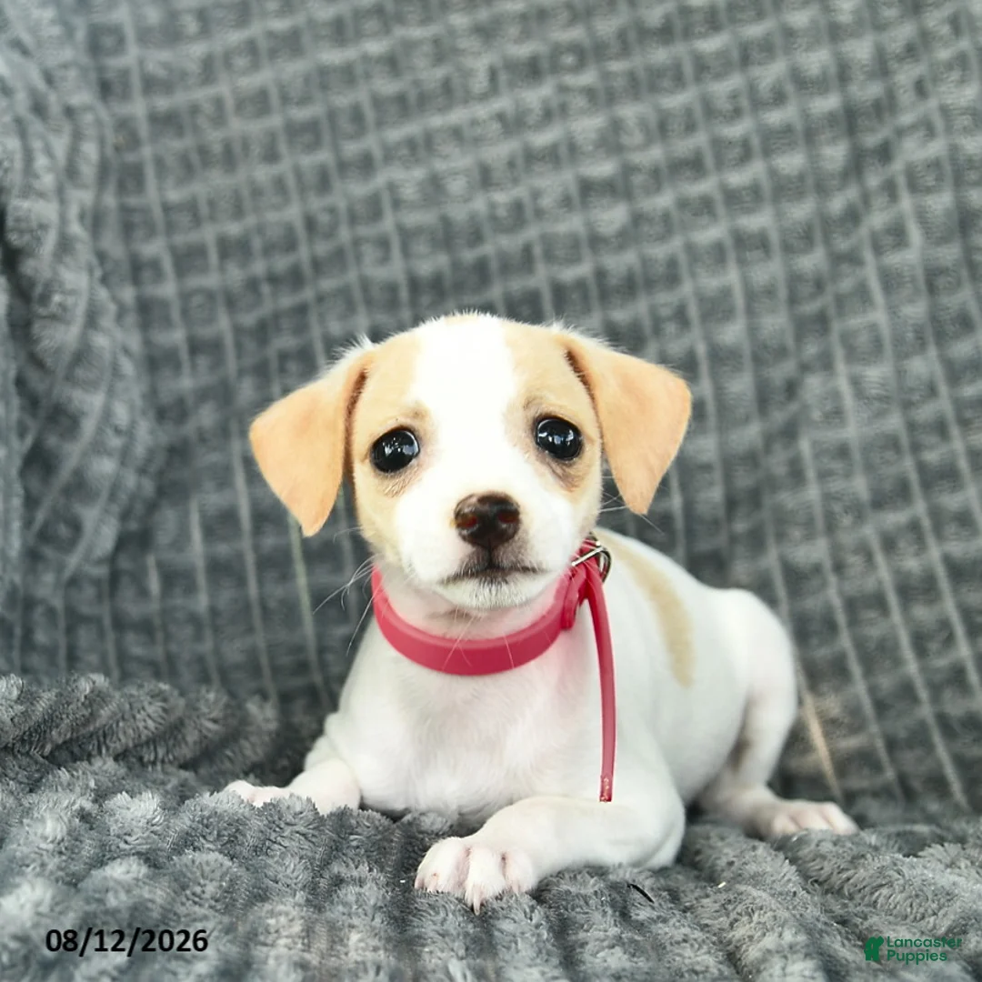 Smooth Fox Terrier dogs for sale: Delilah  - Ad 3