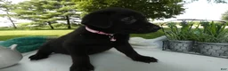 Sheprador dogs for sale: Sheprador 11 Monica - Ad 5