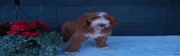 Goldendoodle dogs for sale: Ginger  - Ad 14