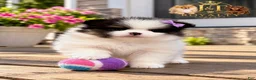 Pomeranian dogs for sale: Trixie - Ad 4
