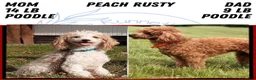 Miniature Poodle dogs for sale: Avery  - Ad 14