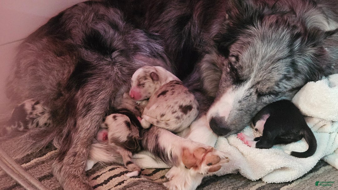 Border Collie dogs for sale: Border Collie Puppy 1 - Red - Ad 45