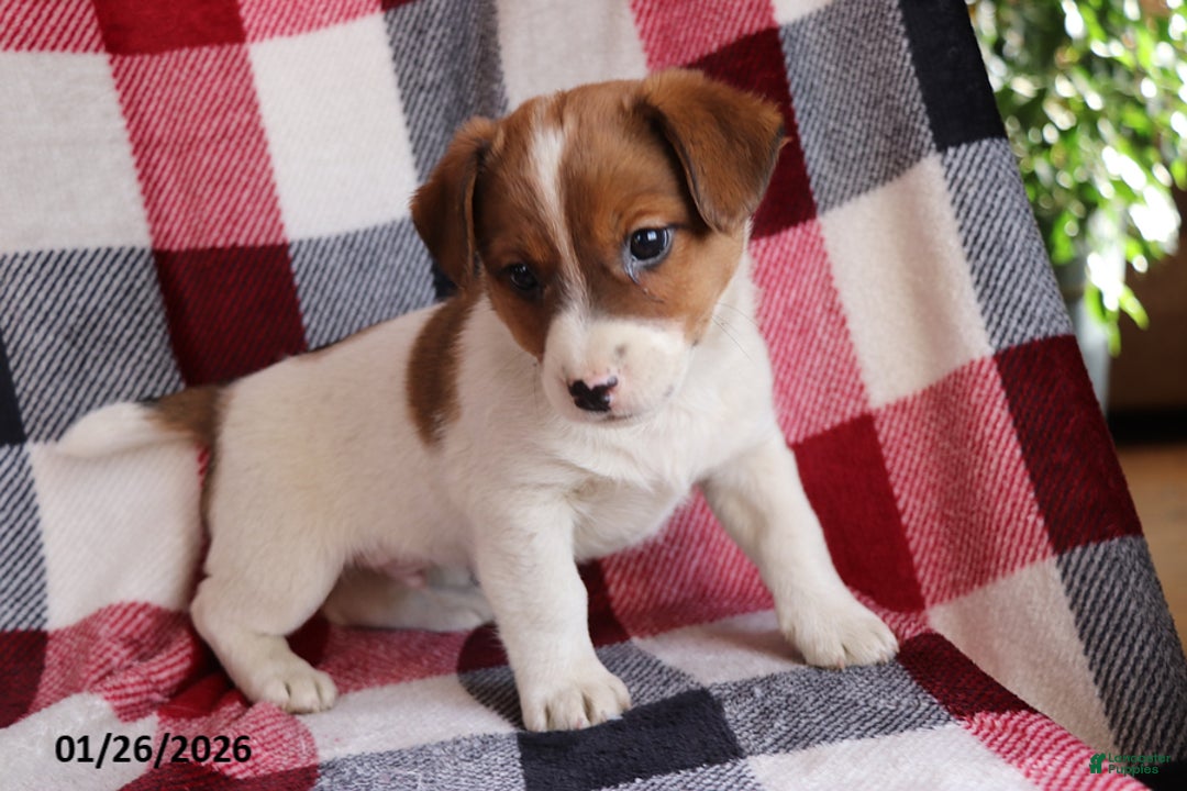 Jack Russell Terrier dogs for sale: Rocky - Ad 3