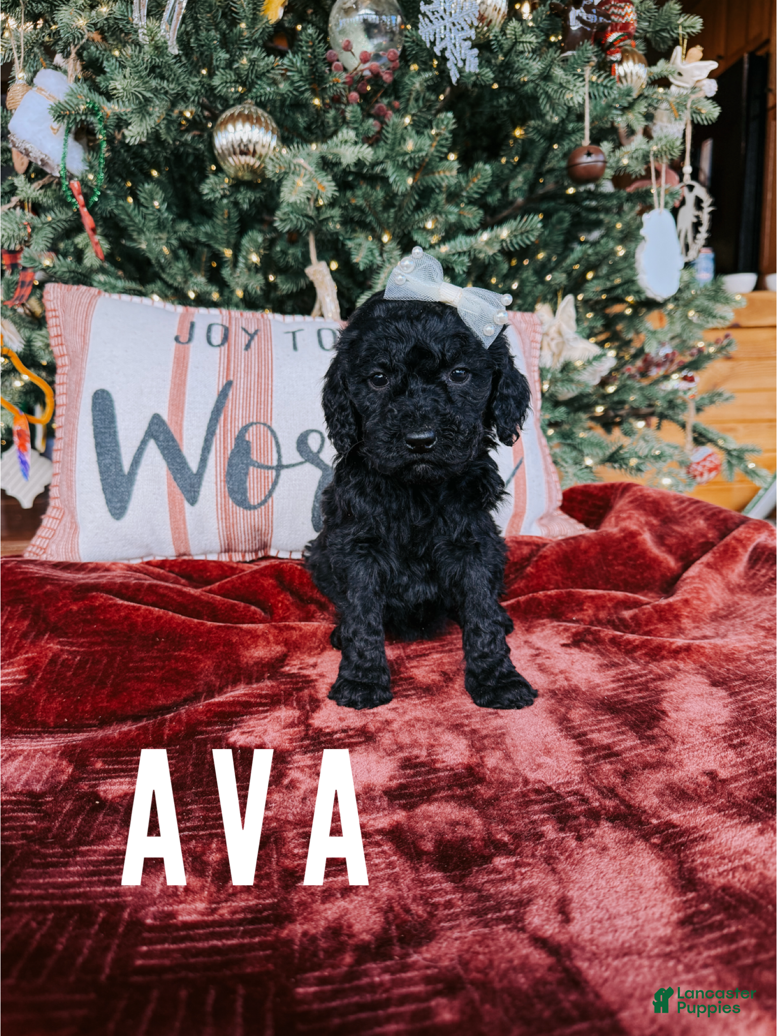 Goldendoodle dogs Ava - Ad 40