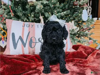 Goldendoodle dogs Ava - Ad 37