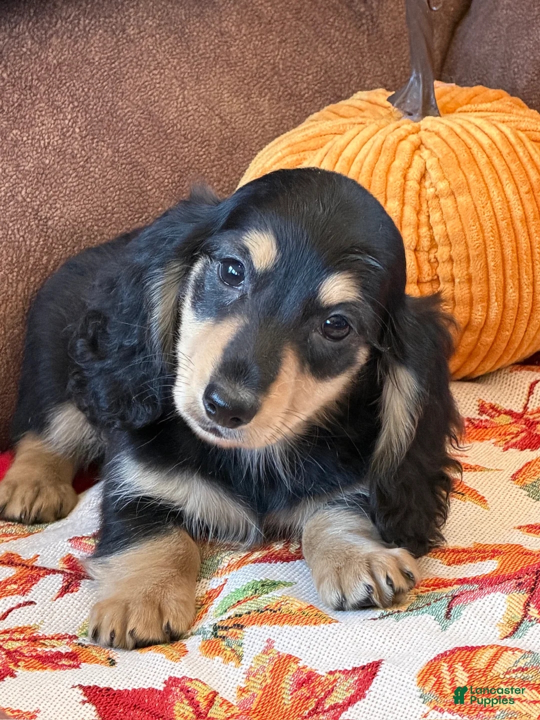 Miniature Dachshund dogs for sale: Justin - Ad 2
