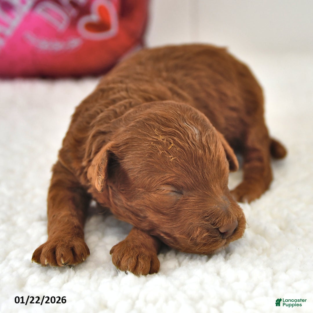 Mini Goldendoodle dogs for sale: Bagel - Ad 1