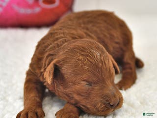 Mini Goldendoodle dogs Bagel - Ad 23