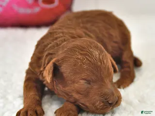 Mini Goldendoodle dogs Bagel - Ad 39